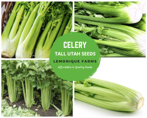 Celery Seeds for Planting