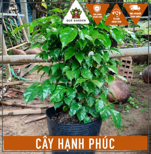 Cây Hạnh Phúc - Tổng thể tầm 50-60 cm - Cây trang trí mang phong thủy tốt!