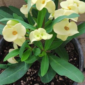 Bibit Bunga Euphorbia Kuning