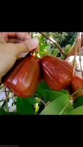 Bibit jambu dalhari hasil okulasi lebih cepat berbuah