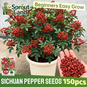 [High Germination] Fresh Sichuan Peppercorn Seeds Premium Sichuan Pepper Seeds for Home Garden (150Seed) High Yield Zanthoxylum Bungeanum Chinese Prickly Ash Seeds for Potted & Yard Planting Szechuan Pepper Plant Sichuan Chili Vegetable Seeds Easy To Grow