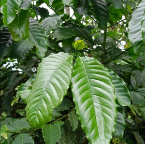 COD Daun Kopi Segar 500 gram/ Daun Kopi Segar 1 kg