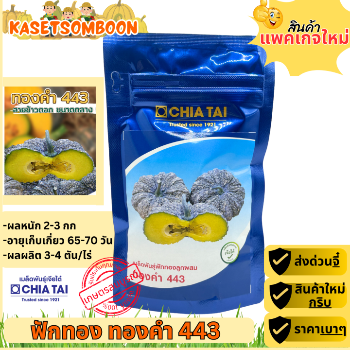 เมล็ดพันธุ์ฟักทองทองคำ 443 F1 ตราเจียไต๋ ลูกใหญ่ เก็บเกี่ยวไว