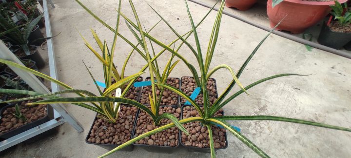 Cây lưỡi hổ - Sansevieria Stella Var