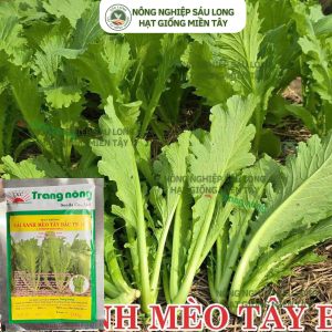 Hạt giống cải xanh mèo cải mèo Hà Giang đặc sản Tây Bắc gói 100gr