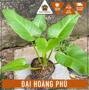 Cây Đại Hoàng Phú - Tổng thể tầm 50-60 cm - Kiểng lá decor sang trọng!