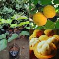 BUAH LANGKA..Bibit Buah Cacil Kecacil/Kepundung Siap Tanam Termurah. 
