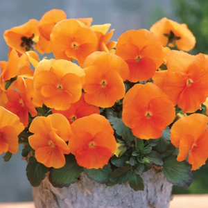 Pansy Orange Flower 20 Seeds Beginner Friendly Easy Grow