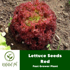 Lettuce Seeds (Red) - Fast Grower plant - 100 Seeds