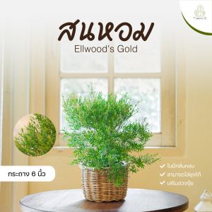Treeno.9 T42 สนหอมไล่ยุง พุ่มเล็ก (Ellwoods Gold) กระถาง 6 นิ้ว / สูง 35-40 cm. / ไม้ประดับ ต้นไม้กันยุง ไม้กลิ่นหอม (ต้นไม้)