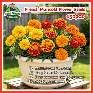 Fast Growing 150pcs High Germination Assorted French Marigold Tagetes Patula Flower Seeds for Sale Tropical French Marigold Seeds for Planting Flowers Dwarf French Marigold Plant Seeds Balcony Marigold Live Plants Marigold Seedlings Flowering Plants