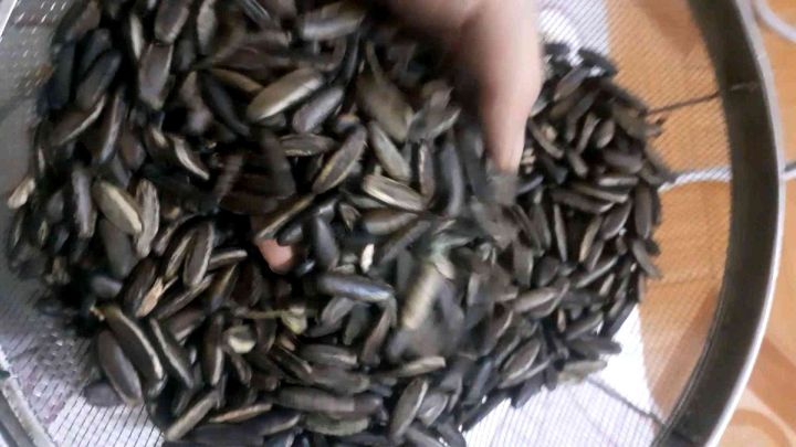 H%E1%BA%A1t%20ph%C6%B0%E1%BB%A3ng%20%C4%91%E1%BB%8F%20(ph%C6%B0%E1%BB%A3ng%20v%C4%A9)%20gi%E1%BB%91ng%20-%20Image%201