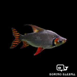 BRBN Phoenix / Fei Feng / Redfin Flagtail - Ikan Fei Feng - Aquarium Freshwater Fish / Ikan Air Tawar