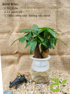 Cây kim ngân tam đa thủy sinh trang trí cửa hàng phòng làm việc Cây kim ngân phong thủy để bàn thần tài thanh lọc không khí