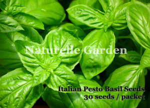 Benih Daun Selasih Italian Pesto Basil Seeds Herb Seeds 30 biji per pack