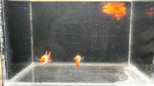 Red head ribbon 1 pair