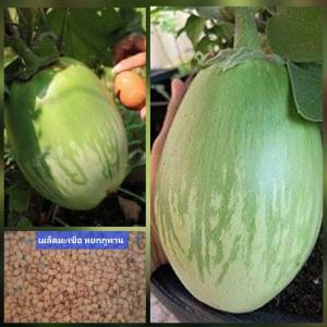 เมล็ดพันธุ์มะเขือยักษ์ 50 เมล็ด มะเขือยักษ์ภูพาน ปลูกต่อได้