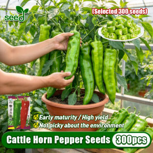 [Selected Seeds 300pcs] 100% Original Giant Cattle Horn Pepper Seeds for Planting Vegetables Plants Sili Panigang Seeds Hot Chili Pepper Vegetable Seeds for Pot Gardening Big Horn Pepper Live Plant Heirloom Veggie Seeds Bonsai Potted Pepper Seedlings