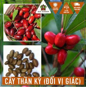 Cây Thần Kỳ - Cây đổi vị giác - Tổng thể tầm 20-30 cm!