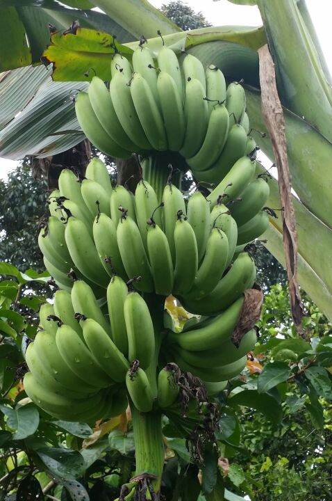 Pisang Berangan (Musa Acuminata Colla) - Pokok Hidup / Live Plant | Lazada