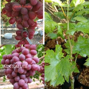 BIBIT ANGGUR IMPORT JACK SALUTE SUPER BERGARANSI