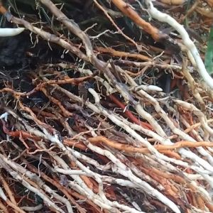 Jual Akar Kelapa Alami & Segar 1 Kg: Banyak Manfaat dan Hasiatnya