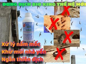 DUNG DỊCH CHỐNG NẤM MỐC GỖ NHÀ YẾN BIO KING - COMBO 3 CHAI - CHUYÊN GIA KHỬ TRÙNG NHÀ YẾN NGĂN CHẶN THIÊN ĐỊCH CÔN TRÙNG GÂY HẠI THẾ HỆ MỚI TỪ INDONESIA HIỆU QUẢ VƯỢT TRỘI