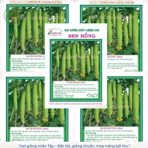 SH46 - 100 HẠT GIỐNG MƯỚP HƯƠNG - SEN HỒNG