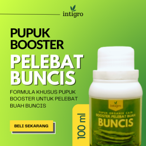 Pupuk Pelebat Buncis / Obat Pelebat Buah Buncis / Obat Penyubur Tanaman Buah Buncis / Booster Buncis