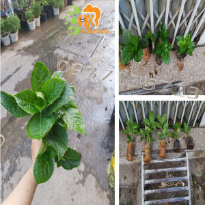 [HCM]COMBO 5 CÂY GIỐNG CẨM TÚ CẦU