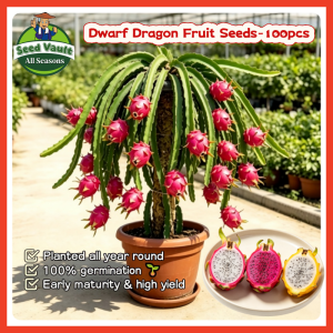 100% Legit High Germination 100pcs Mixed Dragon Fruit Seeds for Planting Fruit Trees High Yield Yellow Pitaya Fruit Seeds Balcony Dragon Fruit Plant Real Dragon Fruit Seedlings Indoor Red Dragon Fruit Live Plant Seeds for Garden Fruit Bearing Tree Seeds