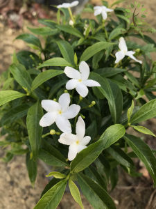 Berjaya Plant Nursery - Jasmine Jeliti/Ervatamia(Pokok Bunga Hidup/Pokok Hiasan Luar Rumah/Real Live Outdoor Plant)