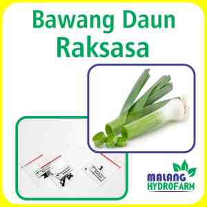 Benih Bawang Daun Raksasa Unggulan Berkualitas Biji Bibit repack Leek Elefent Onion hydroponik hidroponik elephant prei gajah sayur sayuran pot
