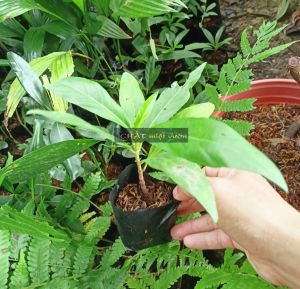 Cây Nhàu Giống Siêu Quả - Cây dược liệu chât lượng cao