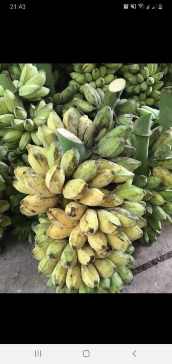 CHU%C3%94%CC%81I%20SA%CC%81P%20NGH%C3%8A%CC%A3%20%20B%E1%BA%BEN%20TRE%202KG%20-%20Image%209