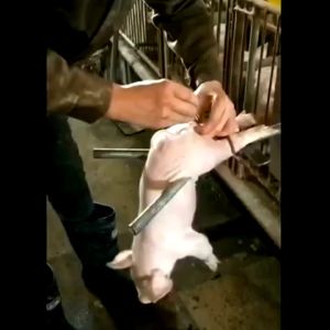 ชุดตอนลูกหมูแบบแขวน