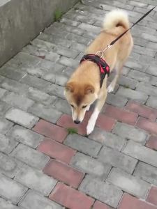 狗狗牵引绳大中小型犬狗链子胸背带泰迪拉布拉多柯基项圈宠物用品Dog leash large medium and small dog chain chest strap Teddy Labrador corgi collar pet supplies