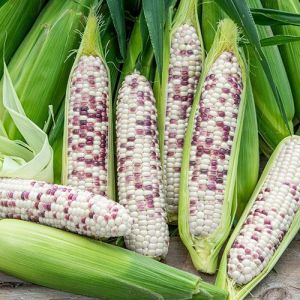 MAIS SEED`S (CORN SEED`S) Expiration 2026