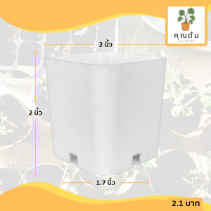 กระถาง กระถางแคคตัส กระถางเหลี่ยม 2 นิ้ว สีขาว Bundle 100 ใบ ชิ้น อัน