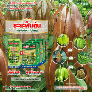 ฟื้นต้นมะม่วง แต่งกิ่ง แตกใบอ่อน ส่งเสริมเจริญเติบโต ฮอร์โมนพืช ปุ๋ยเกล็ด ปุ๋ยยา 1 ลิตร + 3 กก.