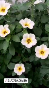 One pot / Cutting Turnera ulmifolia