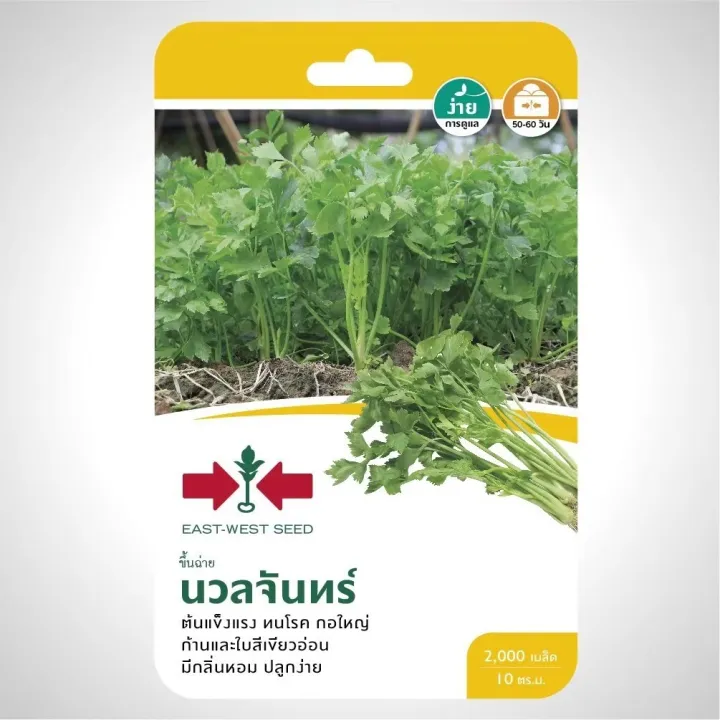 เมล็ดพันธุ์คื่นฉ่าย นวลจันทร์ ศรแดง ต้นแข็งแรง