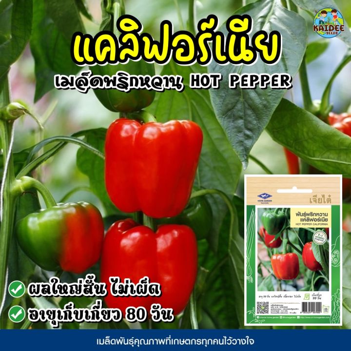 10 อันดับ เมล็ดพันธุ์พริกเจียไต๋ รุ่นไหนดี? อัปเดตปี 2025 สำหรับคนรักเผ็ดและปลูกผักสวนครัว