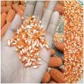 PlantSeed- 30 Benih Bibit Tanaman Jagung Kristal Biji Timun. 