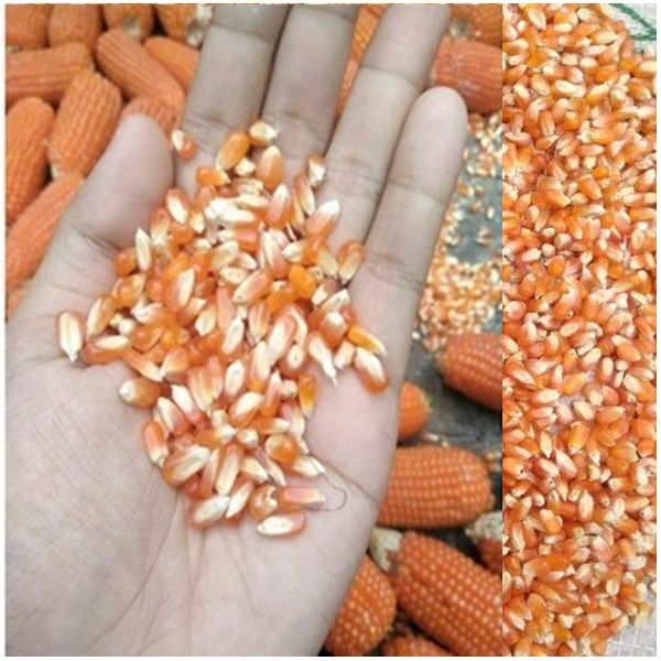 PlantSeed-%2030%20Benih%20Bibit%20Tanaman%20Jagung%20Kristal%20Biji%20Timun%20-%20Image%204
