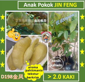 Anak Pokok Durian JIN FENG  Pokok Kimhong 金凤 榴莲苗 D198 Sapling Durian Golden Phoenix