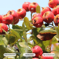 Buah hawthorn kering halal Hawthorn Kering Freeze Dried 100% Buah Asli Kering Snacks Camilan buah kering 0 sukrosa Hawthorn Berry Fruit Preserves Camilan sehat Hawthorn kering tanpa biji Hawthorn kering murni alami. 