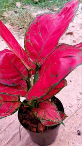 ต้นซูเปอร์เรด /อโกลนีมา ไม้มงคลสีแดง ไม้ประดับไม้ฟอกอากาศ