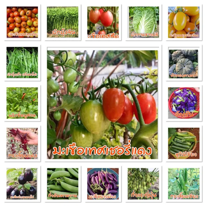 เมล็ดพันธุ์สวนครัวหลังบ้าน 22 ชนิด พร้อมคู่มือ