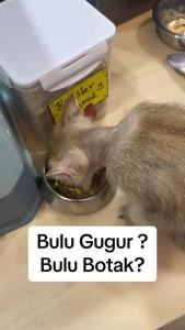 Booster Bulu 100g Kucing Cat Kurang Gugur Bulu Cantik Beauty Hair Freeze Dried Egg Yolk Simba Dog 宠物冻干蛋黄